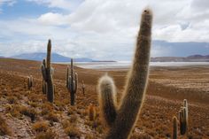 a large cactus standing in the middle of a desert