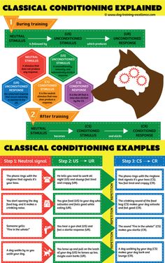 Classical Conditioning: a basic form of learning. Bcaba Exam, Aba Training, Lcsw Exam, Bcba Exam Prep, Classical Conditioning, Social Work Exam, Bcba Exam, Teaching Psychology, Learning Theories