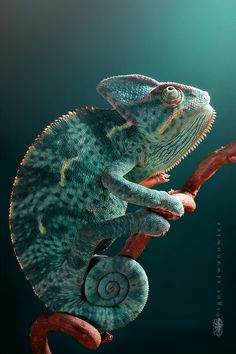 a green chamelon sitting on top of a tree branch