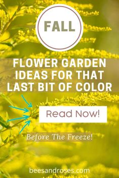 yellow flowers with the text fall flower garden ideas for that last bit of color read now