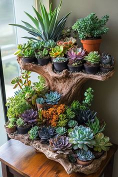 there are many succulents growing on the tree stump in this houseplant display