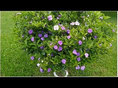 a potted plant with purple and white flowers in the middle of it on green grass