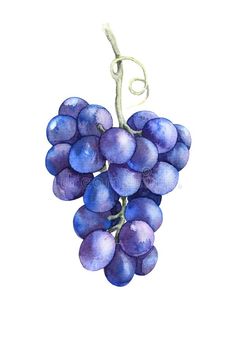 a painting of grapes hanging from a vine