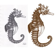 two drawings of seahorses one is brown and the other is white