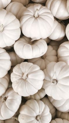 many white pumpkins are piled up together