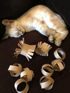 a cat laying on the floor next to several pieces of paper and scissors, with its eyes closed