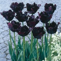 purple flowers are growing in a pot on the ground