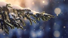 a pine tree branch covered in snow with sunlight shining through the branches and boke of light