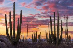 the sun is setting behind several tall cactus trees in the desert with mountains in the background