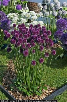 purple and white flowers in a garden setting