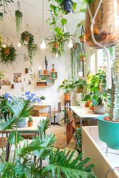 a room filled with lots of potted plants and hanging planters on the wall