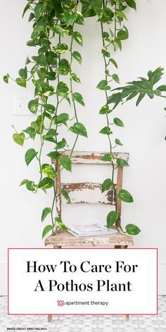 a potted plant with the words how to care for a pothos plant on it