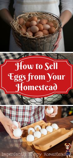 how to sell eggs from your homeseaq