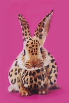 a leopard print rabbit sitting in front of a pink background and looking at the camera