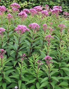 purple flowers are blooming in the garden next to green bushes and shrubbery, along with other plants