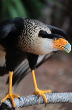 a large bird perched on top of a tree branch