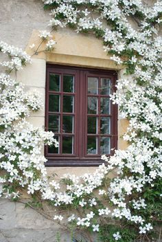 white flowers are growing on the side of a building with a window and shutters