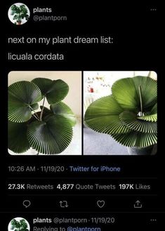 a plant with leaves on it and the caption that says, i'm not using