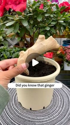 someone is holding a plant in their hand with the caption did you know that ginger?