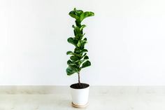 a potted plant sitting on top of a white countertop next to a wall