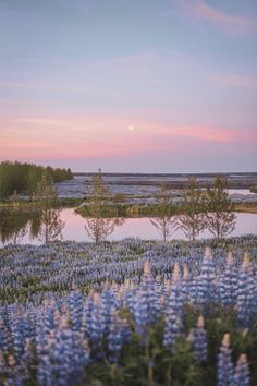 blue flowers are in the foreground with a pink sky and water in the background