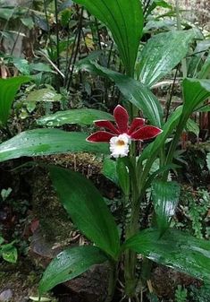 a red and white flower sitting on top of a lush green forest filled with leaves