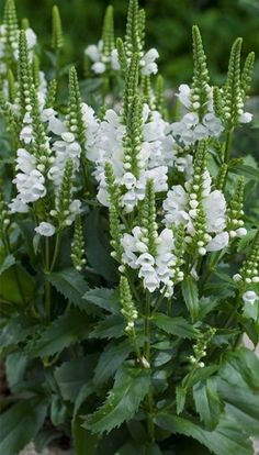 some white flowers are growing in the dirt