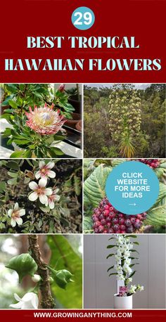 the top 25 best tropical hawaiian flowers for your garden or yard in this postcard