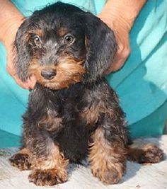 a small black and brown dog sitting on top of a wooden table next to a persons hand