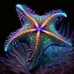 an image of a starfish in the ocean