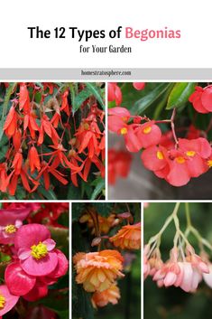 the 12 types of begonsias for your garden