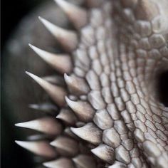 an animal's skin with spikes on it