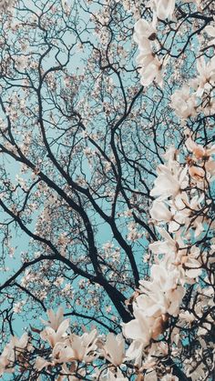 white flowers are blooming on the branches of trees in front of a blue sky