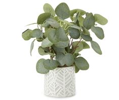 a potted plant with green leaves on a white tableclothed vase, isolated against a white background