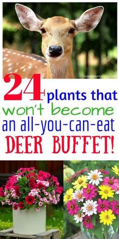 four different pictures with flowers in them and the words 24 plants that won't become an all - you - can - eat deer buffet