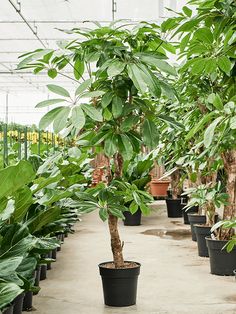 many potted trees in a greenhouse with green leaves on the top and bottom plants