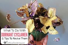 a person holding a potted plant with flowers in it and the words what to do with dormant cyclamen