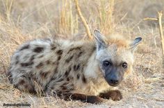 a spotted hyena laying on the ground looking at the camera with an alert look