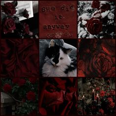 a collage of red roses and black and white cat with words on the side