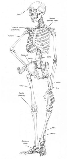 a diagram of the human skeleton with all its parts labeled in it's body