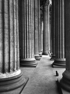 black and white photograph of columns in an old building with a bird sitting on the floor