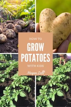 how to grow potatoes with kids in the garden, including potato plants and other vegetables