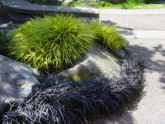 some very pretty plants by some big rocks