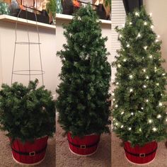 three potted christmas trees sitting next to each other