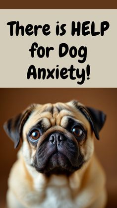 Dog anxiety is not only painful and upsetting for your dog, but for you as well!  Luckily, there are ways you can help your dog with this, and any other sort of dog anxiety.  Read my post for real help!