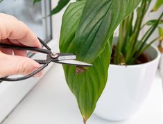 a person is cutting the leaves off of a plant with scissor scissors on a window sill