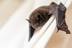 a bat hanging upside down on the side of a white curtain with its eyes closed