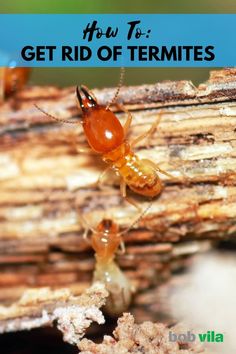 two termites with the words how to get rid of termites