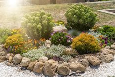 a garden with rocks and flowers in it