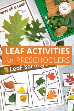 leaf activities for preschoolers to learn with leaves